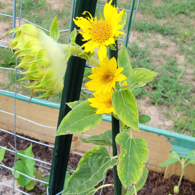 1sunflowers