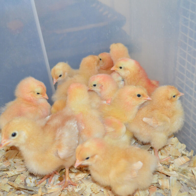 8chicks