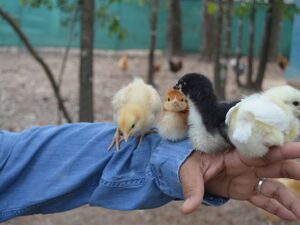 baby chicks on arm