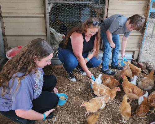 chickens1